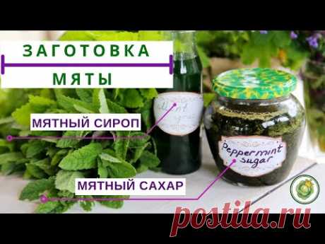 СБОР И ЗАГОТОВКА МЯТЫ//2 СУПЕР РЕЦЕПТА
