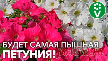 Как сеять петунию? При посеве сделайте так и будете с цветами! - поиск Яндекса по видео