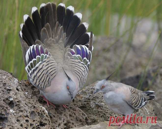 Сем. Голубиные (Columbidae)
Хохлатый голубь (Geophaps lophotes)