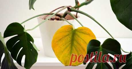Почему у монстеры желтеют листья? 7 основных причин — Ботаничка