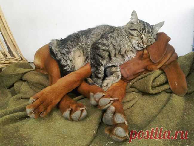 Юмор+котоматрица / Болталка / Юмор