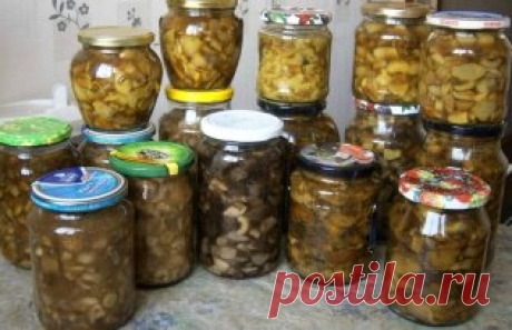 10 ВКУСНЕЙШИХ и НЕЖНЕЙШИХ заготовок из ГРИБОВ на зиму.
1. Засолка грибов - холодный способ.
_____________________________________________________
грибы (рыжики, черные и белые грузди, волнушки, сыроежки) - 1 кг
соль - 100 г
смородина - 10–12 листьев
вишня - 5–6 листиков
хрен - 2 листа
укроп - 2 зонтика
лавровый лист - 2–3 шт.
перец горошком - по вкусу
чеснок - по вкусу
Грузди, волнушки или сыроежки вымыть и залить холодной водой на 5–6 ч. (Рыжики не вымачивают, а только пр...