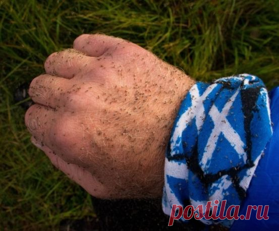 Как приготовить ванилин от мошки - FB.ru