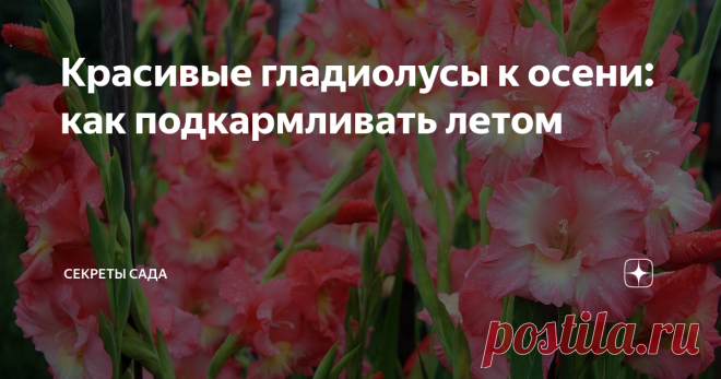 Красивые гладиолусы к осени: как подкармливать летом 
Хочешь увидеть к сентябрю яркие, крупные и многочисленные цветы гладиолусов в саду? Предлагаю познакомиться с графиком подкормок шпажника (второе название декоративного растения на лето).
Расчет прост. Рекомендую внести вещества, нужные цветку на каждой из стадий развития. И результат не заставит себя долго