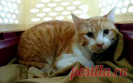 Кот с рулоном от скотча на шее… Что может быть печальнее? К счастью, жизнь Валентина сейчас совсем другая