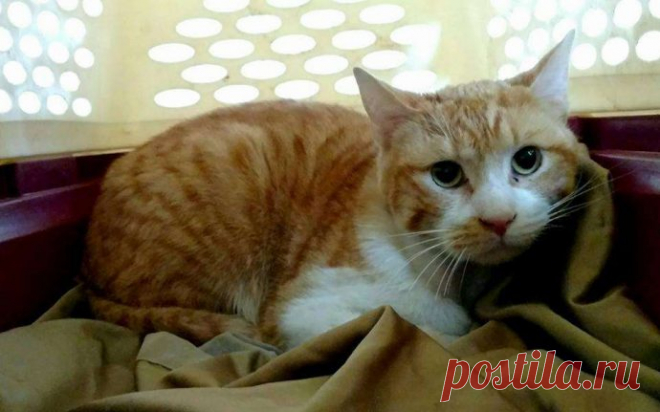 Кот с рулоном от скотча на шее… Что может быть печальнее? К счастью, жизнь Валентина сейчас совсем другая