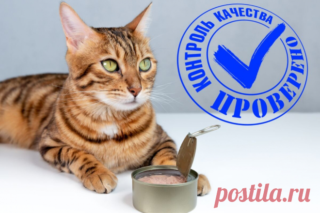 Кошачье меню от Роскачества: Топ-6 влажных кормов по результатам исследования | ikoshkiru - Мир кошек | Дзен