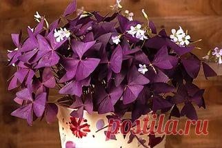 Оксалис (Кислица). Советы по уходу