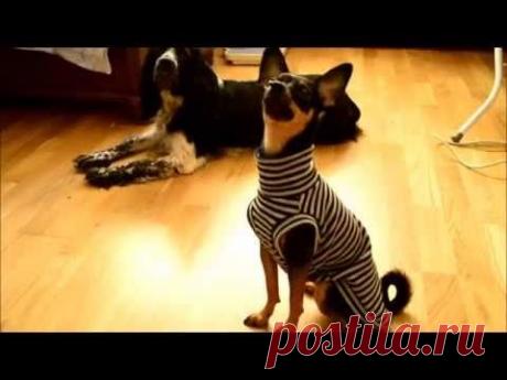 Как сшить теплую маечку для маленькой собаки