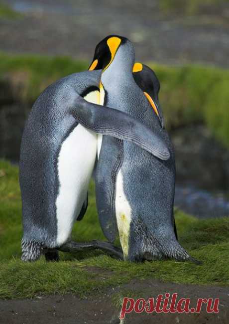 Animal love: Valentine's day lovebirds in displays of affection | King Penguin, Penguins and Georgia