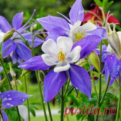 Как подготовить цветы к зиме: копилка полезных советов для дачников | Прочие многолетники (Огород.ru)