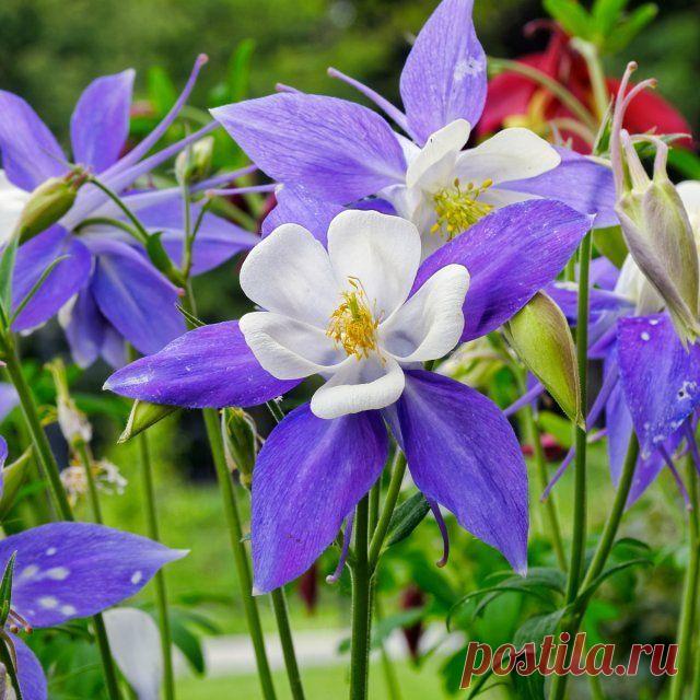 Как подготовить цветы к зиме: копилка полезных советов для дачников | Прочие многолетники (Огород.ru)