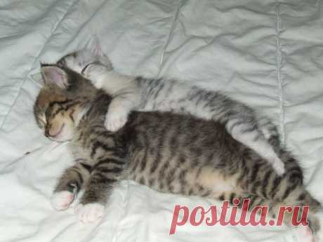 В жизни главное - чтоб было, на кого ногу закинуть с утреца...
#жизненно@makeslove