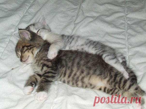 В жизни главное - чтоб было, на кого ногу закинуть с утреца...

#жизненно@makeslove