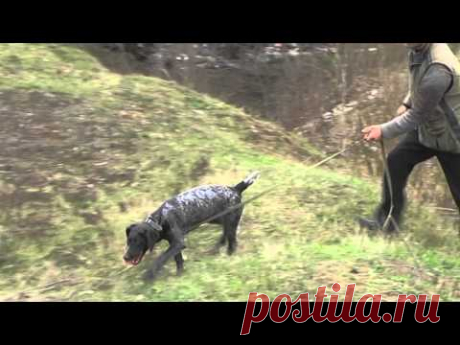 Дратхаар Линда 6 месяцев