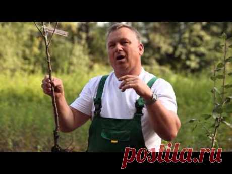 В какие сроки лучше сажать саженцы плодово - ягодных деревьев - YouTube