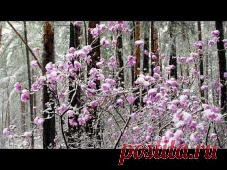 Ференц Лист Грезы любви