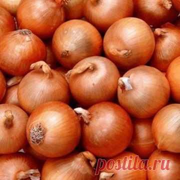 Луковая шелуха - клад для дачников - Садоводка