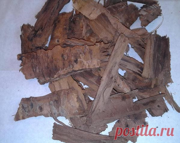 Лечение щитовидной железы вишнёвой корой. Рецепт