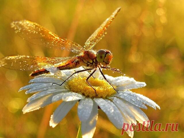 ༺🌸༻Равнодушие — это благоразумие. Не шевелитесь — в этом ваше спасение. Притворитесь мертвым, и вас не убьют. К этому сводится
мудрость насекомого.

Виктор Гюго