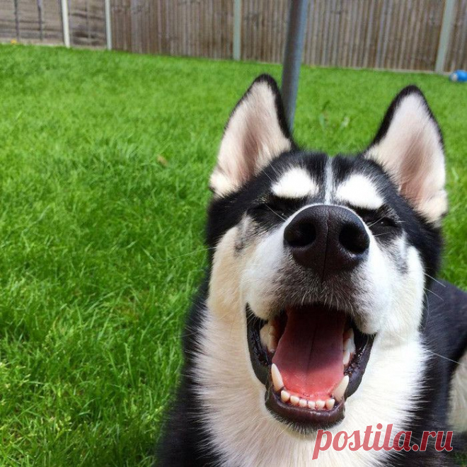 Сибирский хаски, осознавший, что его обманули