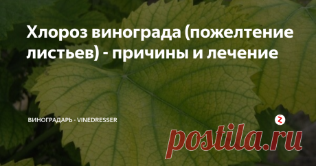 Хлороз винограда (пожелтение листьев) - причины и лечение Довольно часто, и особенно весной, на винограде можно наблюдать осветление листьев, вплоть до их полного пожелтения. Эту болезнь принято называть общим термином - хлороз. Более точное определение - железный или известковый хлороз...