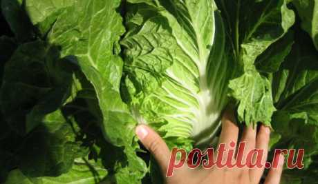 7 Продуктов Из Китая, Которые Нельзя Есть Даже Под Дулом Пистолета!