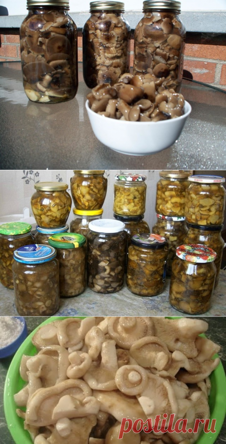 10 ВКУСНЕЙШИХ и НЕЖНЕЙШИХ заготовок из ГРИБОВ на зиму.