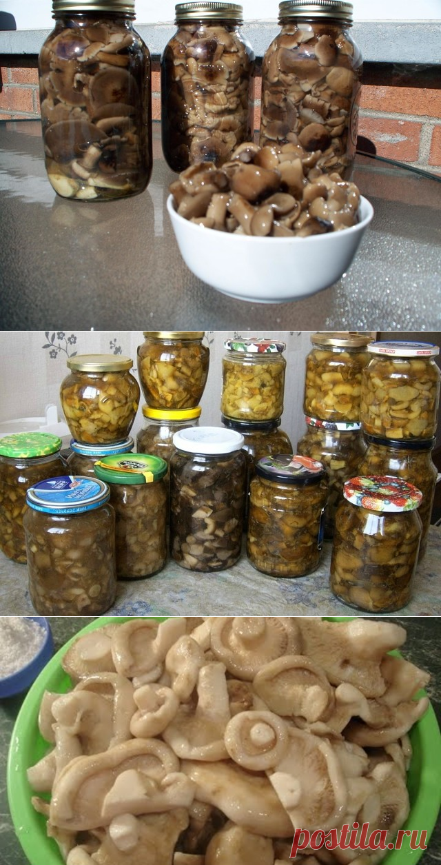 10 ВКУСНЕЙШИХ и НЕЖНЕЙШИХ заготовок из ГРИБОВ на зиму.