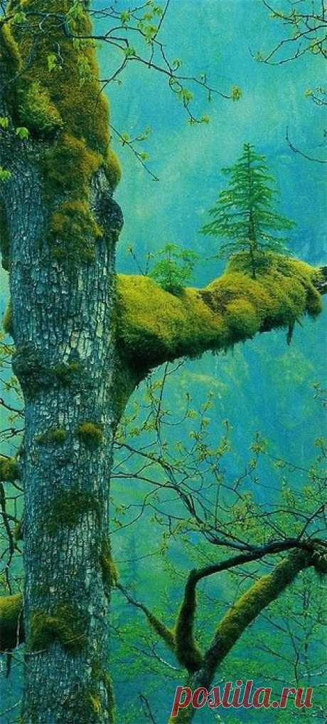 Найдено на сайте sisterhimalaya.tumblr.com.
