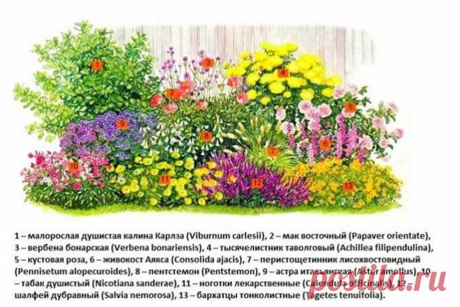 Цветник на участке. Этапы создания. Шаг №3 | Цветочный питомник | Яндекс Дзен