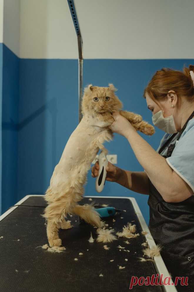 Позитивная подборка фото - рыжих котиков и кошечек во всей своей красе😸. | Амели.мр | Яндекс Дзен