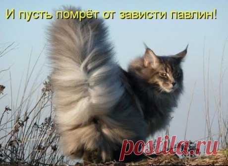 Кошки-красавицы с невероятно роскошными хвостами. Павлин помрет от зависти! Кошки-красавицы с невероятно пушистыми хвостами. Павлин помрет от зависти

Любуемся!












 





обзор по материалам из интернета