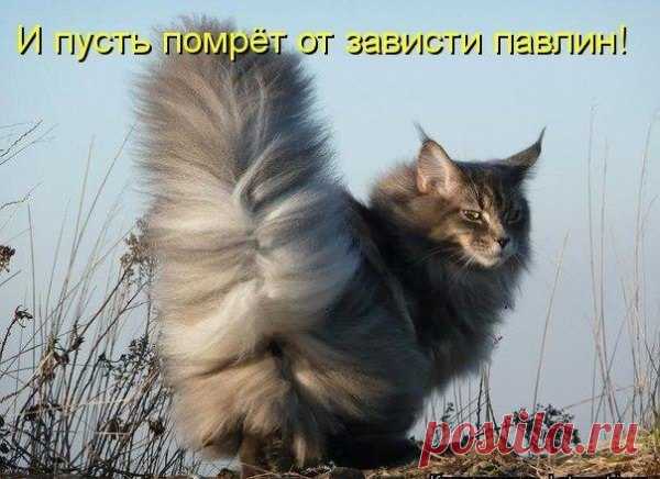 Кошки-красавицы с невероятно роскошными хвостами. Павлин помрет от зависти! Кошки-красавицы с невероятно пушистыми хвостами. Павлин помрет от зависти

Любуемся!












 





обзор по материалам из интернета