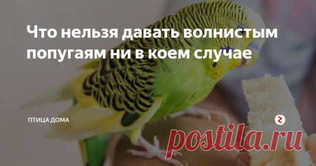 Что нельзя давать волнистым попугаям ни в коем случае Источник фото: thesprucepets.com
Не задумываясь, можно ли волнистому попугаю хлеб или другие мучные изделия, многие хозяева кормят ими своих питомцев. Это зачастую плохо сказывается на работе птичьего желудка и других жизненно важных органах. А есть и продукты, от чего лучше вовсе отказаться.
Пища растительного происхождения
Про основной растительный корм (зерновую смесь) мы рассказывали в статье