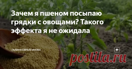 Зачем я пшеном посыпаю грядки с овощами? Такого эффекта я не ожидала Статья автора «Галина Евралгинова» в Дзене ✍: У каждого уважающего себя садовода есть свои хитрости и секреты, помогающие получить обильный урожай. И я не исключение.