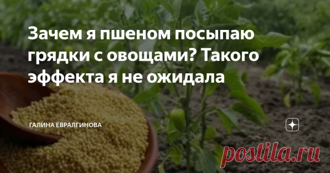 Зачем я пшеном посыпаю грядки с овощами? Такого эффекта я не ожидала Статья автора «Галина Евралгинова» в Дзене ✍: У каждого уважающего себя садовода есть свои хитрости и секреты, помогающие получить обильный урожай. И я не исключение.