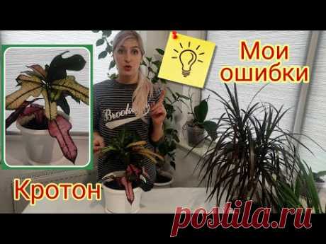 Кротон (Кодиеум): уход в домашних условиях
