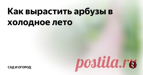 Как вырастить арбузы в холодное лето Поскольку лето не всегда радует теплой погодой, долгое время вырастить арбузы мне не удавалось