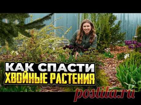 КАК ВОССТАНОВИТЬ ХВОЙНЫЕ | Опрыскайте этим хвойные от болезней и пожелтения хвои | Как и чем удобряю