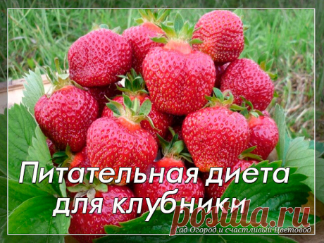 Питательная диета для клубники

Эта ягода способна давать фантастические урожаи, но чтобы получить хорошую отдачу, ее надо удобрять. С весны и до конца лета, строго по расписанию и четко по норме.

Всего за сезон клубнике надо шесть подкормок.

1. Во время активного роста листьев:
1 чайную ложку мочевины растворить в 10 л воды и полить грядки. Норма расхода питательного раствора - ведро на 1 м2.

2. Перед цветением: 2 г биопрепарата иммуноцитофит растворить в 10 л воды и о...