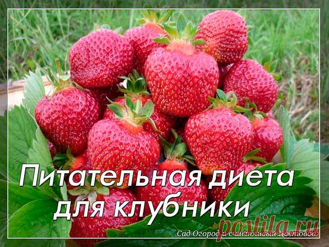 Питательная диета для клубники

Эта ягода способна давать фантастические урожаи, но чтобы получить хорошую отдачу, ее надо удобрять. С весны и до конца лета, строго по расписанию и четко по норме.

Всего за сезон клубнике надо шесть подкормок.

1. Во время активного роста листьев:
1 чайную ложку мочевины растворить в 10 л воды и полить грядки. Норма расхода питательного раствора - ведро на 1 м2.

2. Перед цветением: 2 г биопрепарата иммуноцитофит растворить в 10 л воды и о...