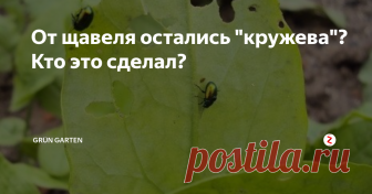 От щавеля остались 