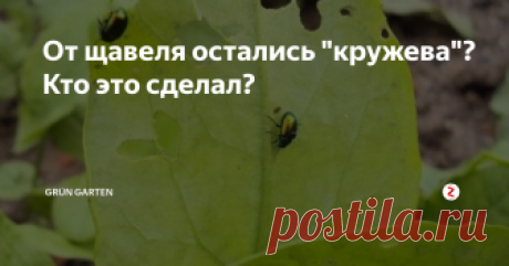 От щавеля остались "кружева"? Кто это сделал? Щавель любим не только мы с вами, но еще и целый ряд огородных вредителей. Они с удовольствием лакомятся этой культурой и не поделятся, если их не остановить. Но кто оставил от щавеля одни "кружева"?
На такое способны:
листоед
тля (на листьях зачастую появляются пятна)
