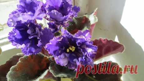 цветение фиолетовой