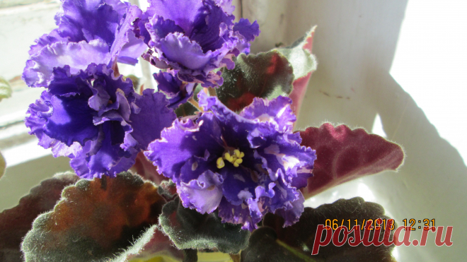 цветение фиолетовой