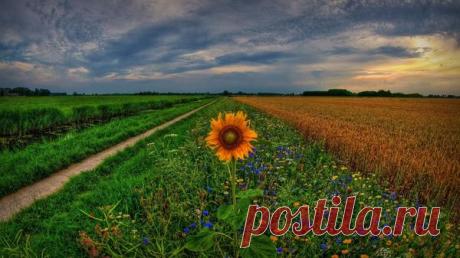 Посадка и уход за подсолнечником (подсолнухом)