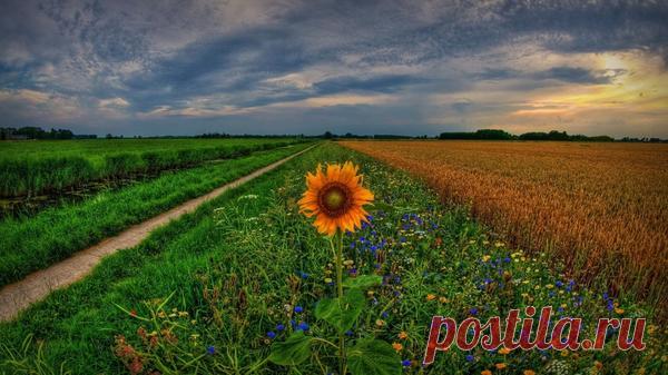 Посадка и уход за подсолнечником (подсолнухом)