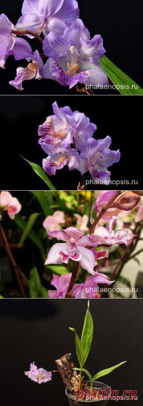 Аганизия или aganisia - &quot;Phalaenopsis&quot;
