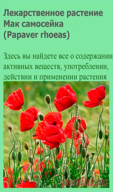 Лекарственное растение Мак самосейка (Papaver rhoeas). Однолетнее, довольно неприятно пахнущее растение с белым млечным соком, высотой 30-80 см. Стебель, листья и цветоножки с прилегающим или торчащим щетинистым опушением (характер его очень изменчив). Листья сидячие, глубоко перисторассеченные, с зубчатыми сегментами.